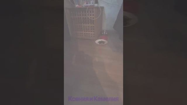 Мы забыли про День рождение Камелии! 😱😿(читайте описание!!!)
