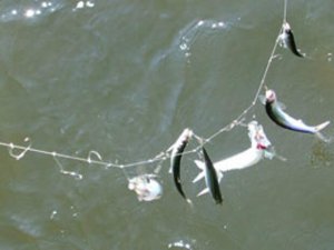 ловля донской селёдки.царская рыбка