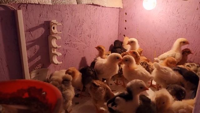 Цыплята, русская хохлатая, кучинская юбилейная, доминант. смотреть онлайн