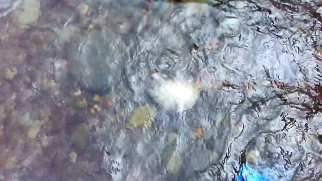 Поймал рыбу рукой! смотреть онлайн