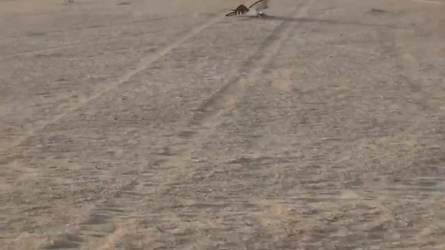 Когда Акула Встречает Голодную Косатку смотреть онлайн