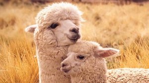 Разведение Альпак в домашних условиях как бизнес идея | Альпака