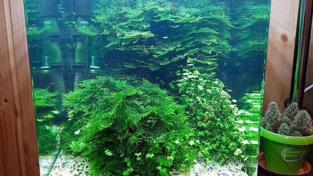 JBL e900, восстановил очередной фильтр купленный на Авито смотреть онлайн