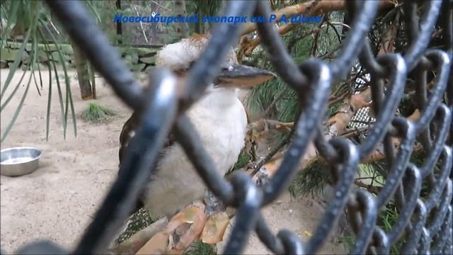 Красивые птички кукабарры 13.08.2021 смотреть онлайн