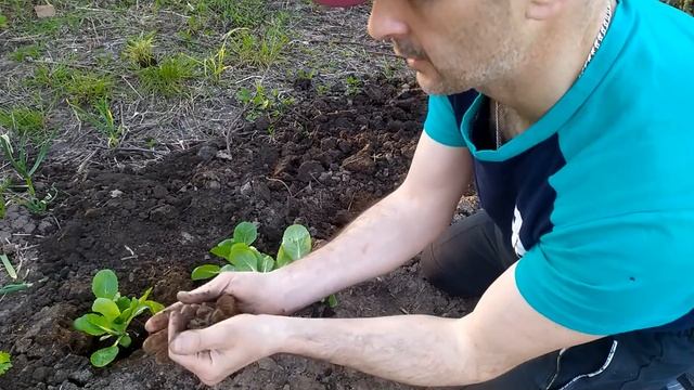 Высадка цветной капусты, пекинской капусты, огурец, сельдерей, томаты смотреть онлайн