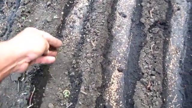 Эксперимент ЛЕТНИЙ ПОСЕВ СЕМЯН укропа два способа смотреть онлайн