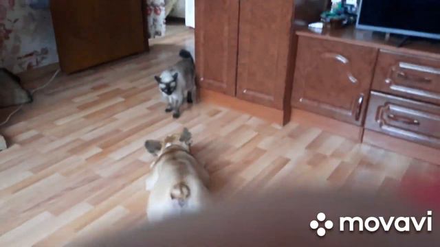 пасть порву смотреть онлайн