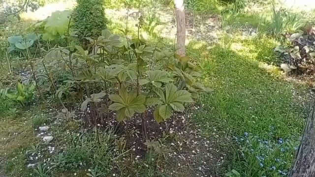 Цветы конца мая.Сеянцы карлик. ирисов.Пион-цветочек аленький😉 смотреть онлайн