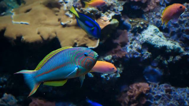 Любовь к Себе - 26. Сознание ищущего это стопы гуру, Нисаргадатта Махарадж. смотреть онлайн