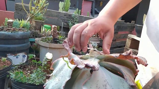 #400 Como Decapitar E Replantar Suculentas ????