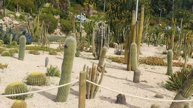 Птица Феникс и кактусы. смотреть онлайн