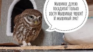 Распаковка растений в коробках из Fix-price и корней в пакетах из ОБИ. Пион, сирень, хоста, сова