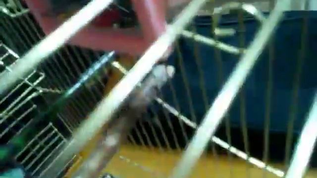 Как нужно ухаживать за попугаем смотреть онлайн