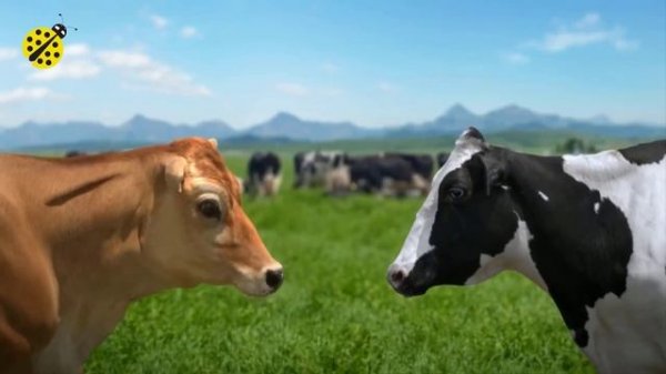 FUNNY COW DANCE 7 │ Cow Dance Song & Cow Videos 2024