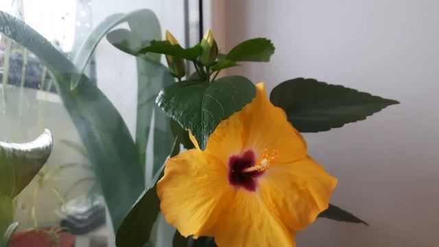 Гибискус Киото желтый (Hibiscus Kyoto Yellow) смотреть онлайн