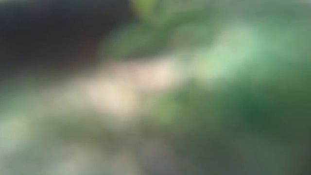 Березовые сережки, сережки березы