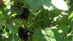 ЭБОНИ ранний сорт смородины .Очень урожайная, даже на молодух ветках много ягоды