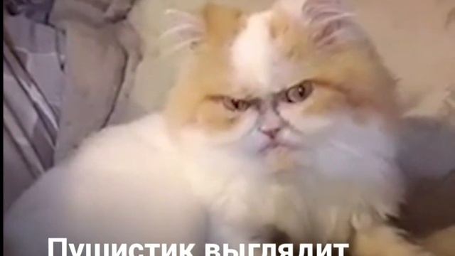 Новый "самый недовольный кот" в мире смотреть онлайн