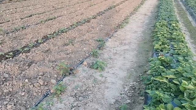 Конец ягодного сезона, готовимся к зиме!