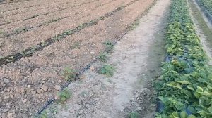 Конец ягодного сезона, готовимся к зиме!