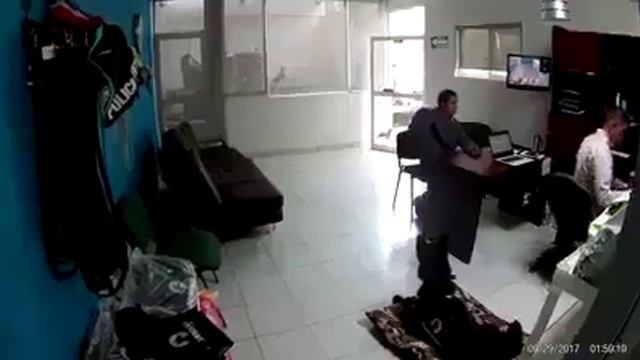 Trained police dog stays alert and ready to react at any moment at any time смотреть онлайн