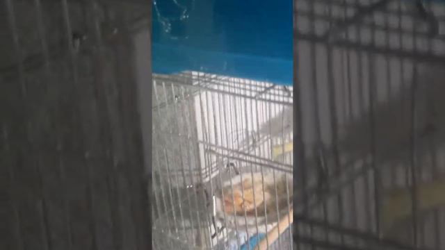 Канарейки. Заботливый папа. смотреть онлайн