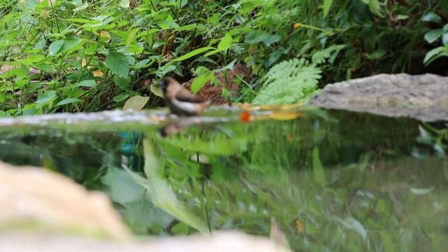 Javan munia part 3. смотреть онлайн