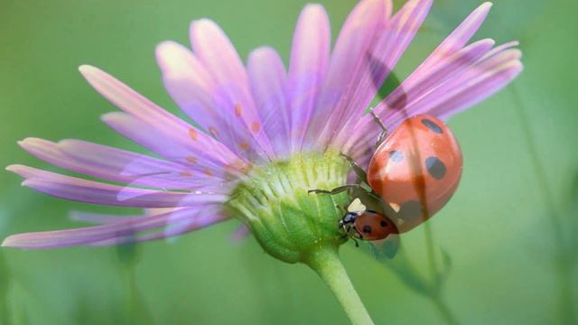Невероятно вдохновляющая и Бесконечно КРАСИВАЯ МУЗЫКА для души (Сергей Грищук) смотреть онлайн