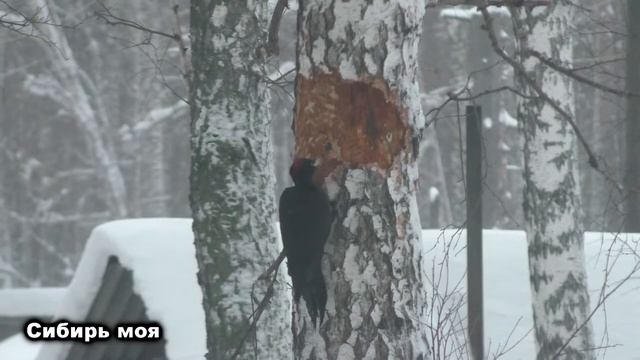 ЖЕЛНА БОЛЬШОЙ,ЧЁРНЫЙ ДЯТЕЛ:)) смотреть онлайн