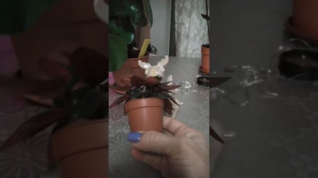 ?Новинка-пеперомия?