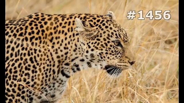 #1456. Леопарды (В мире животных) смотреть онлайн