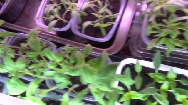 VLOG. Starcut 410 plus Gardena. На даче, обзор рассады, любимая свекровь готовит... Супер сучкорез. смотреть онлайн