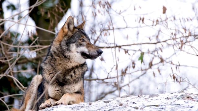 Зимняя сказка. Зимний пейзаж. Нежная красивая мелодия 🎶 расслабляет и успокаивает. 🌲❄️☃️❄️🏙️☃️🌲 смотреть онлайн