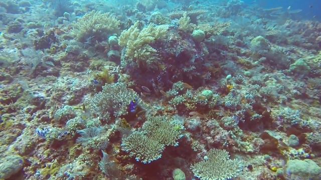 Scuba Diving in Komodo, Indonesia 7 Aug 2019 смотреть онлайн
