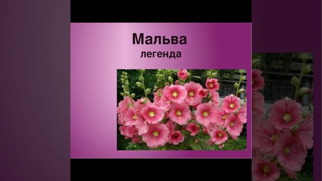 "Легенда про мальву"//Шкільна програма 7 клас. смотреть онлайн