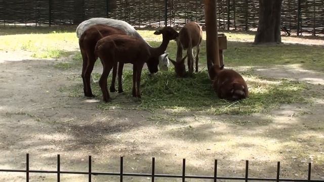 Экскурсия в Киев. Зоопарк. смотреть онлайн
