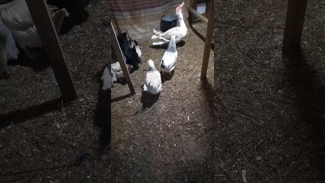 Жизнь в курятнике продолжается, все идёт своим чередом /на ошибках учимся