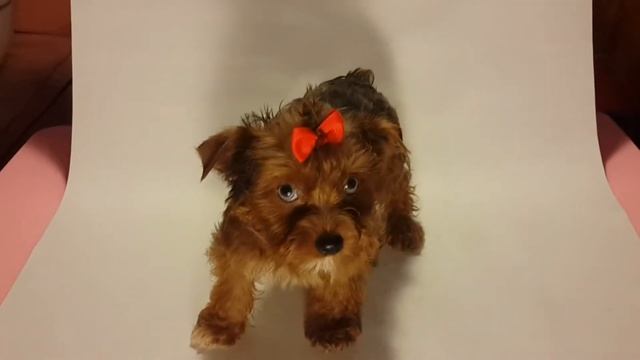 Йорк цвета шокомерле. Голубоглазая девочка. 3 месяца. Yorkshire is a color of choco-merle blue eye смотреть онлайн