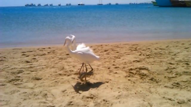 Herons. Цапли. Брачные игры. смотреть онлайн