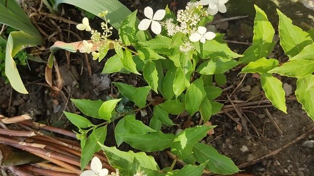 Чудо квіти бругмансії ,німфея "Атракціон",нова гряда для хостарію. смотреть онлайн