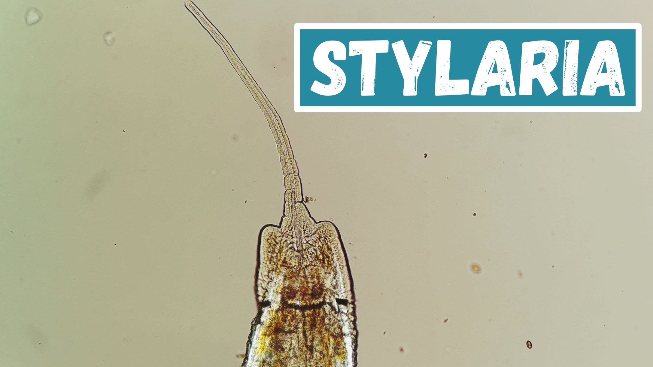 Stylaria смотреть онлайн