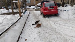 Коты трахаются на снегу смотреть до конца