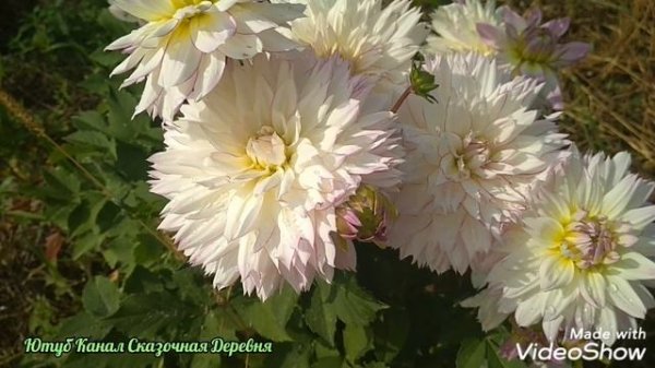 Георгина Крейзи Лав / Dahlia Crazy Love