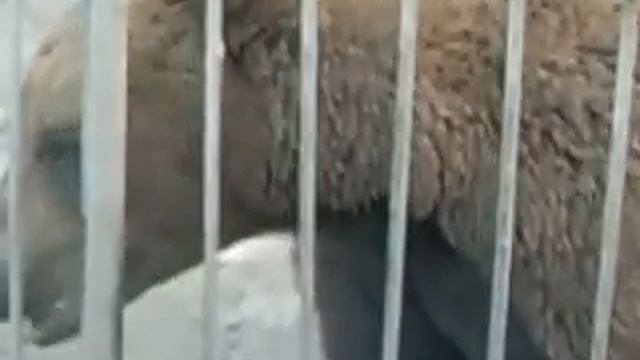 Медведь в зоопарке ест / Bear At The Zoo Eating