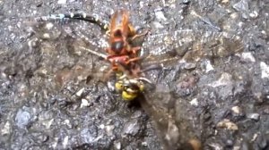 Шершни - жужжащие хищные и огромные! Все самое интересное о шершнях!