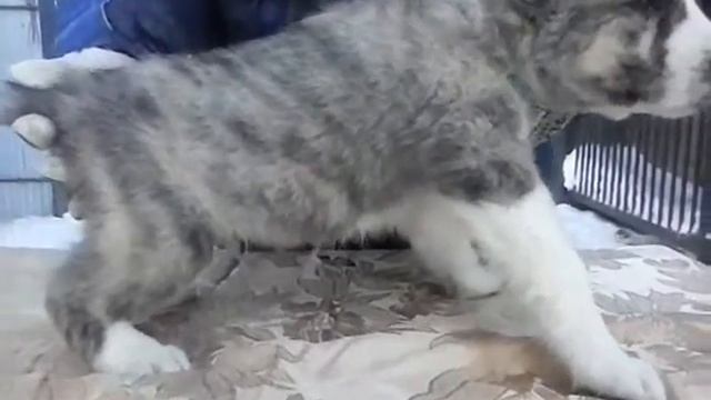 МОЙ ЩЕНОК смотреть онлайн