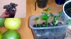 Бергамот Уход  Citrus bergamia Как посадить Лимоны Цитрусы Дома