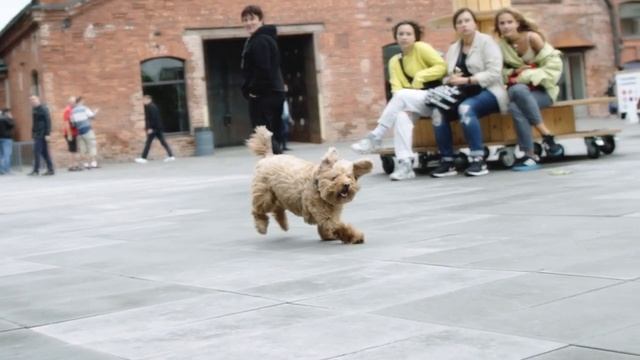 Шутки-приколы