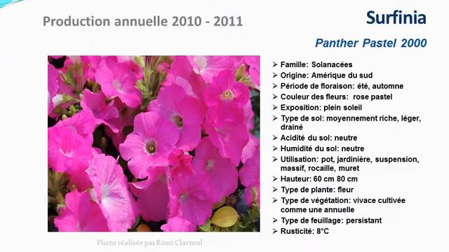 Surfinia Panther Pastel 2000: Plante Annuelle