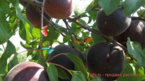 Абрикос обыкновенный Черный принц ? обзор: как сажать, саженцы абрикоса Черный принц